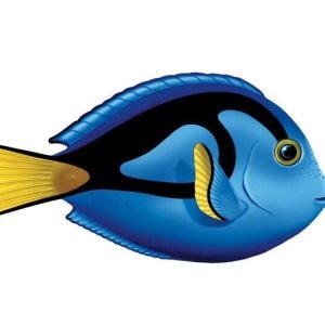 8"X5" BLUE TANG (CUSTOM MOSAICS INC - PORC-TA80-8)