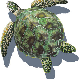 SHADOW GREEN SEA TURTLE 19"x19" (CUSTOM MOSAICS INC - PORC-GT3-18/SH)